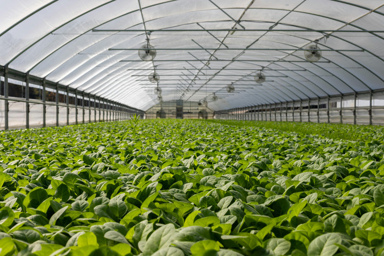 Moisture Sensors for Smart Gardening